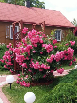 rosarium róże pnące różowe