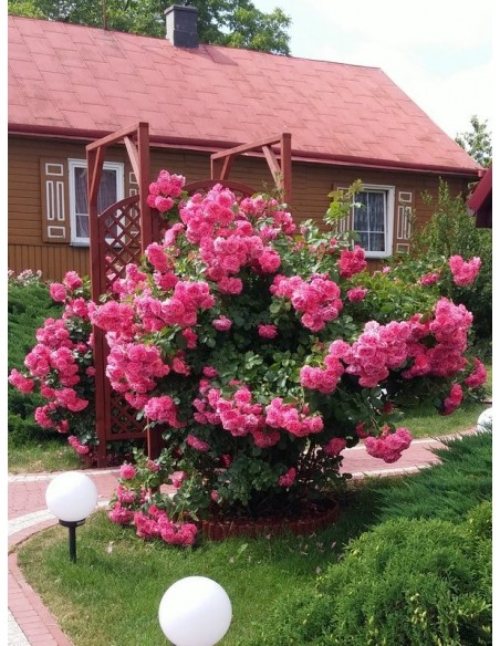 rosarium róże pnące różowe