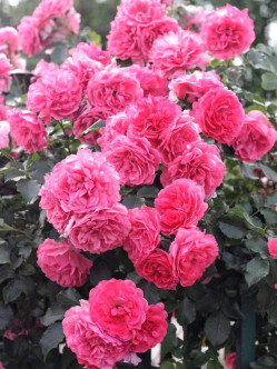 rosarium róże pnące różowe 2