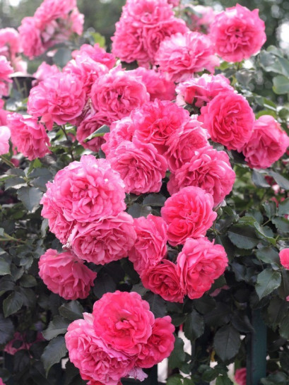 róże pnące różowe rosarium