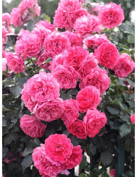 róże pnące różowe rosarium