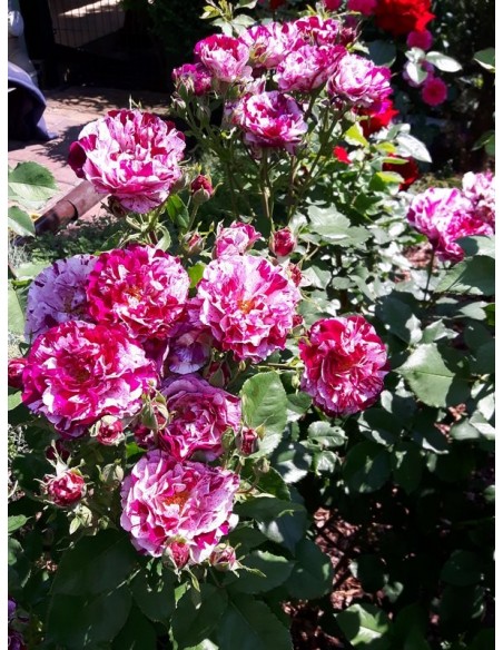 New Imagine rabatowe róże