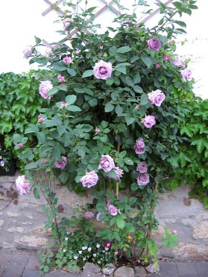 róża pnąca niebieska