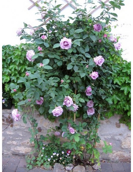 róża pnąca niebieska