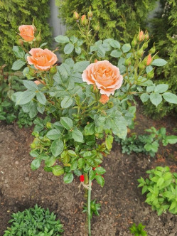 sweet dream róze pienne 2