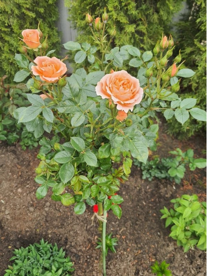 sweet dream morelowe róże pienne