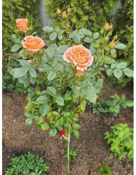 sweet dream morelowe róże pienne