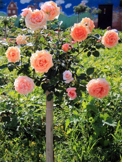 Warm Wishes pachnące róże pienne