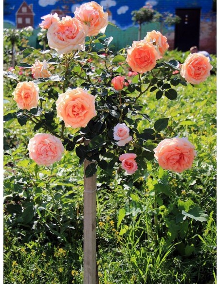 Warm Wishes pachnące róże pienne