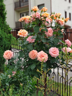 Warm Wishes róże pienne