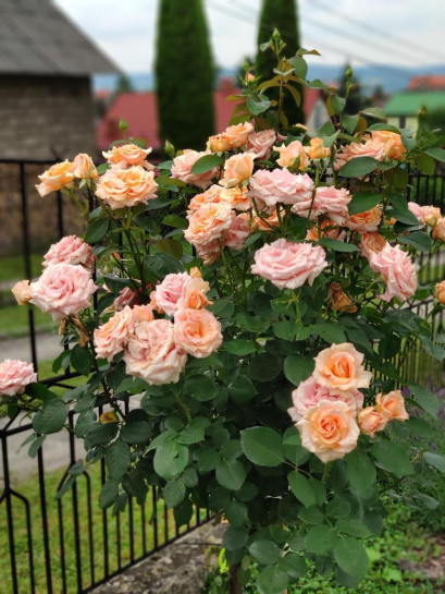 róże pienne Warm Wishes