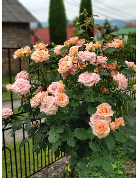 róże pienne Warm Wishes