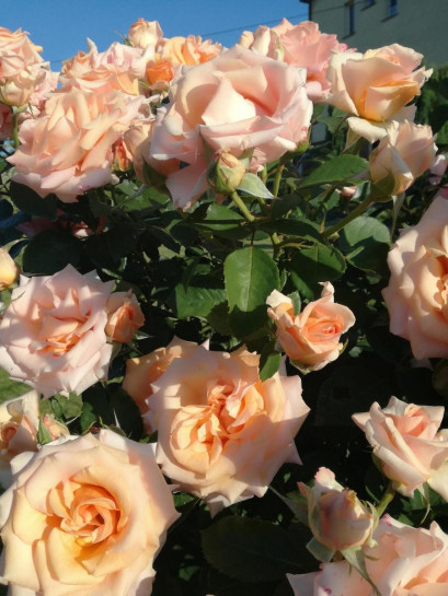 WARM WISHES pienna róża