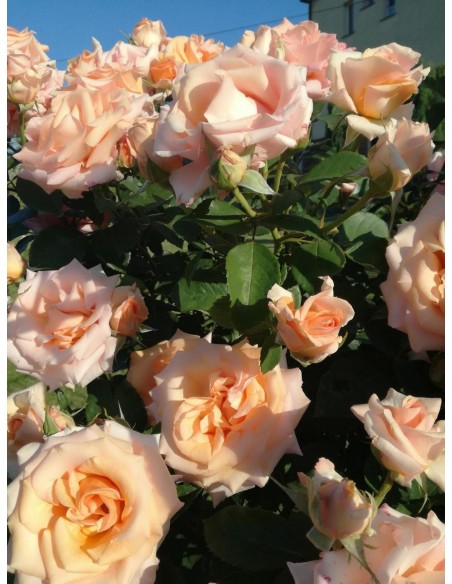 WARM WISHES pienna róża