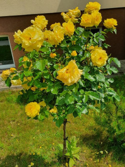 Korresia żółte róże pienne