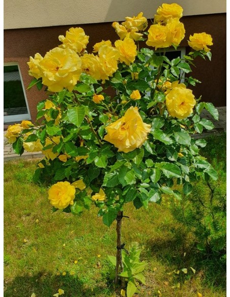 Korresia żółte róże pienne