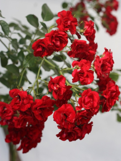 czerwone róze okrywowe Scarlatto