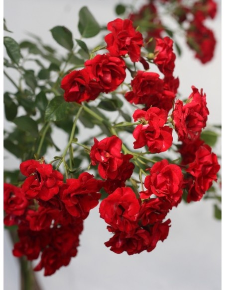 czerwone róze okrywowe Scarlatto