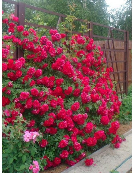 róże pnące Flamentanz 