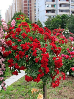 róża pienna czerwona Scarlato 2