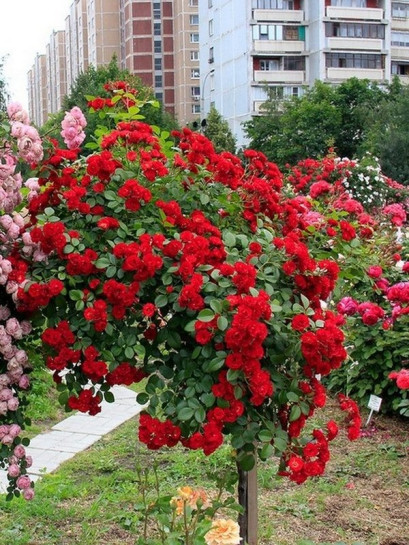 czerwona róża pienna Scarlato