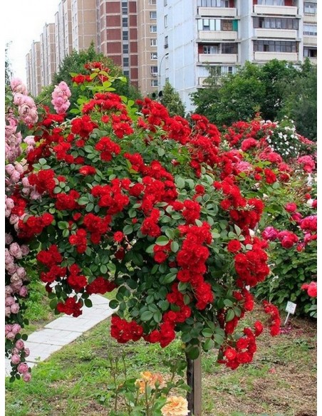 czerwona róża pienna Scarlato