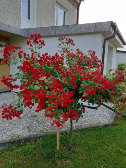 róża pienna czerwona Scarlato