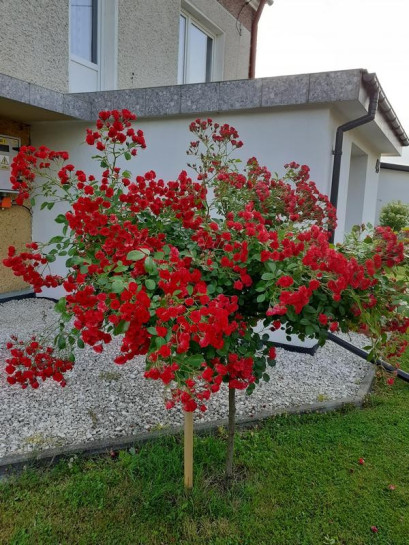 róża pienna czerwona Scarlato