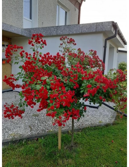 róża pienna czerwona Scarlato