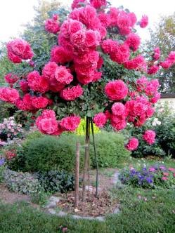 rosarium róża pienna