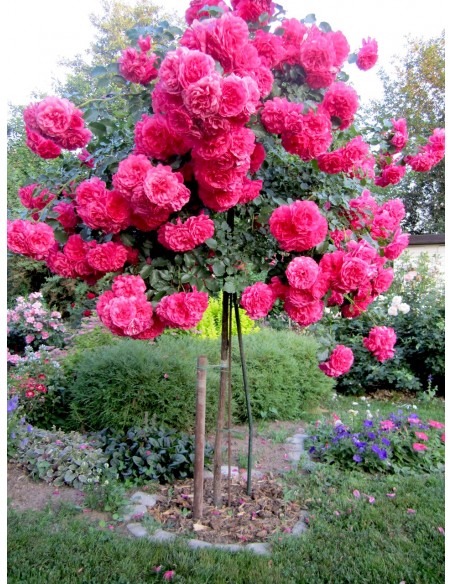 rosarium róża pienna