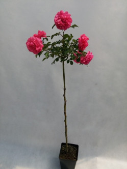 rosarium róża pienna 2