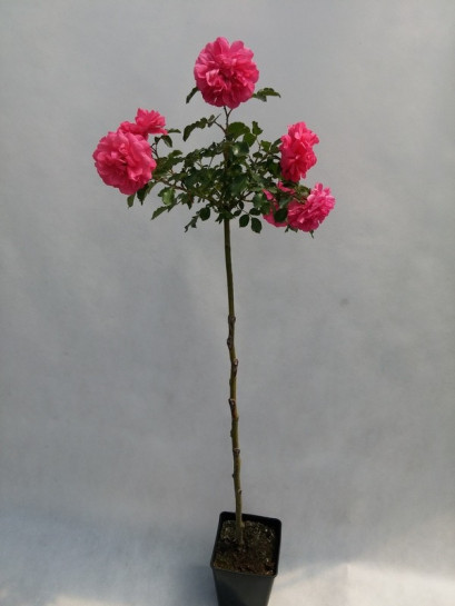 roze pienne rosarita