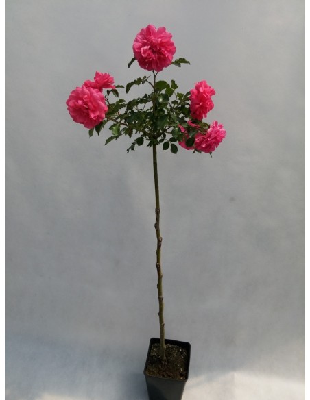 roze pienne rosarita