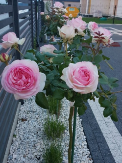 pienna rajska róza 2