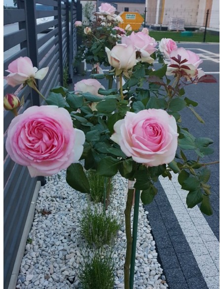 rajska róża pienna