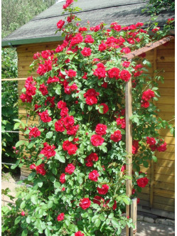 roze pnace Flamentanz