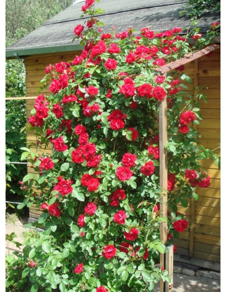 roze pnace Flamentanz