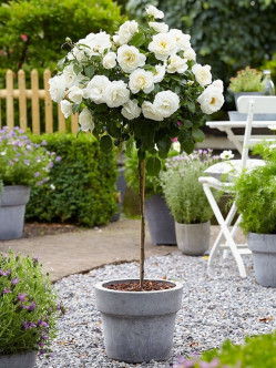 Ice Wind róze pienne