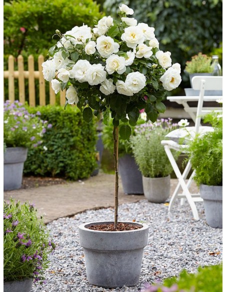 Ice Wind róze pienne