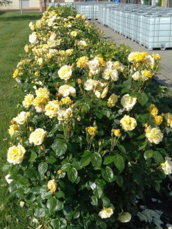 arthur bell żołte róże rabatowe 2