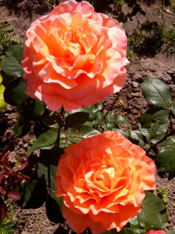 rosemary harkness róże wielkokwiatowe 2