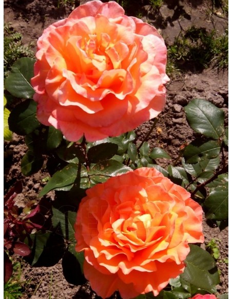 rosemary harkness łososiowe róże wielkokwiatowe