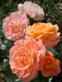 rosemary harkness róże wielkokwiatowe