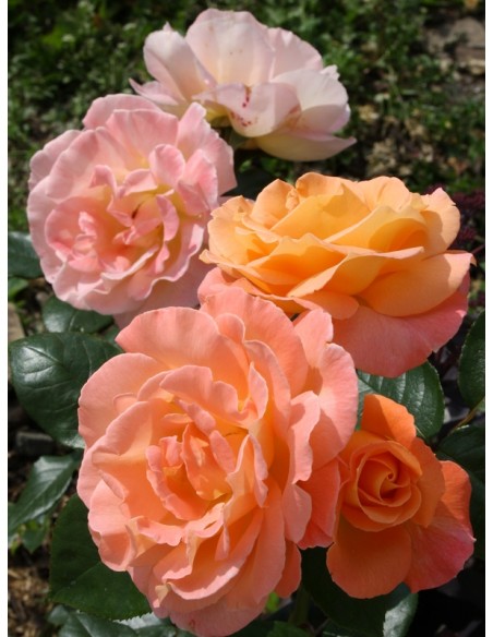 rosemary harkness róże wielkokwiatowe