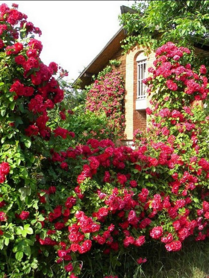 roza pnaca Flamentanz 