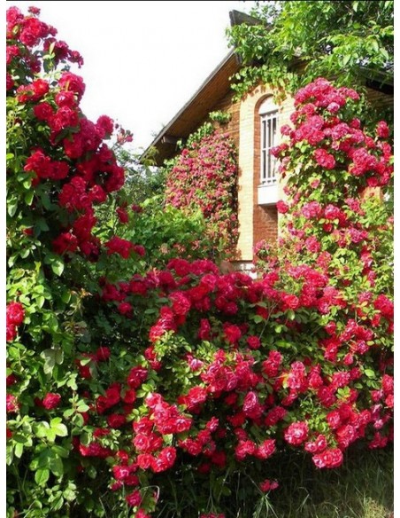 roza pnaca Flamentanz 