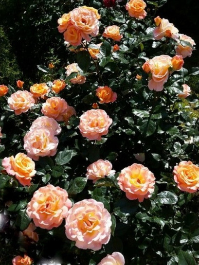 róże wielkokwiatowe rosemary harkness