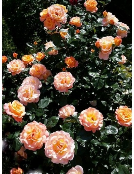 róże wielkokwiatowe rosemary harkness