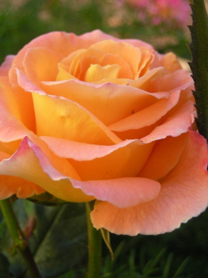 wielkokwiatowe róże rosemary harkness